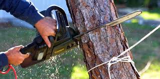 How Our Tree Care Process Works  in  Flatwoods, KY